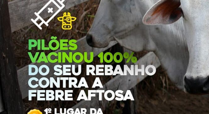 Municipio de Pilões/RN, é o  único na região com 100% do seu rebanho vacinado