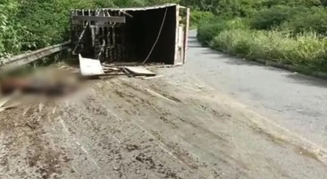 Acidente: Caminhão com carga de bois tomba em Serrinha dos Pintos e parte dos animais morrem