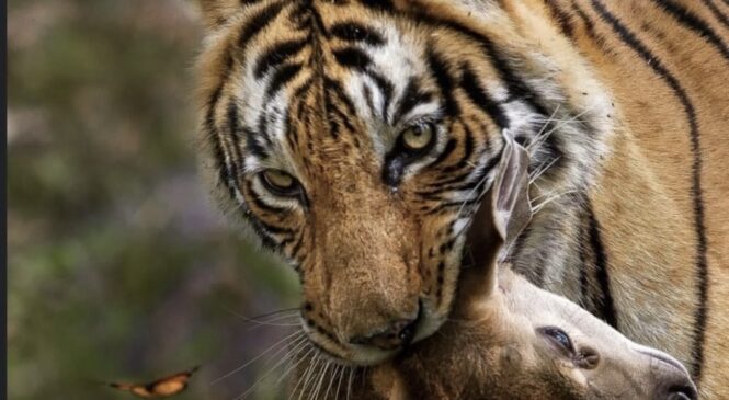 O mundo é louco meu.