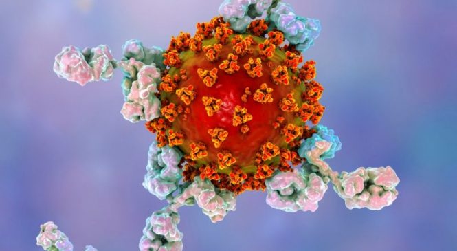 Coronavírus: Por que anticorpos diminuem com o tempo após infecção por covid-19 e como isso afeta vacinas