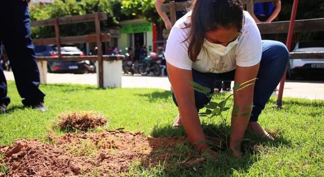 Secretaria de Meio Ambiente de Pau dos Ferros/RN, em mais uma ação da IV Semana do Meio Ambiente, realizou o plantio de mudas de oiti (Licania tomentosa) e de ipê (Hodroanthus) na praça Dr. Nelson Benício Maia Filho, localizada no Centro da cidade