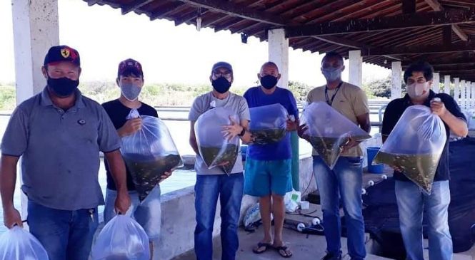 Secretaria de Desenvolvimento Rural (SEDRU) realizou a entregas de alevinos para atender mais 20 produtores rurais do município de Pau dos Ferros/RN