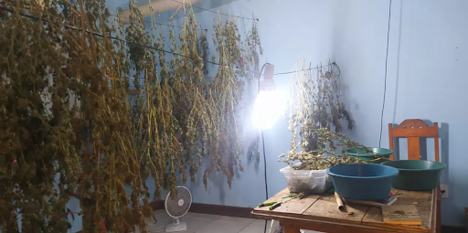 PM encontra plantação de maconha e mais de 100 pés de cannabis secos em casa no litoral Sul do RN