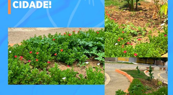 Prefeitura de Triunfo Potiguar intensifica trabalho de arborização