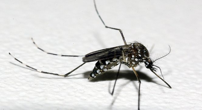 RN é o segundo estado com maior número de casos de chikungunya no país