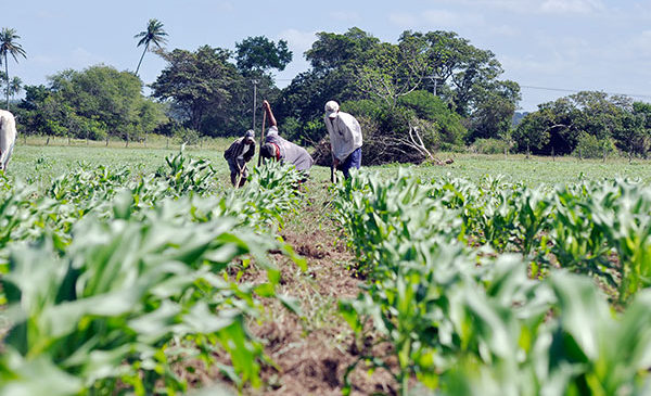 Bancos de sementes do RN serão abastecidos: Sementes serão distribuídas a 52,5 mil agricultores ainda este mês