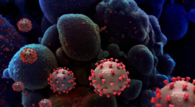 Nova variante Gama-plus está entre nós: saiba mais sobre o vírus turbinado para infectar