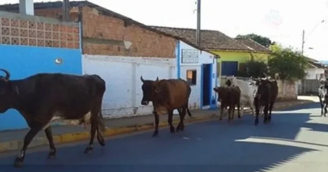 Câmara de Apodi aprova lei que permite abate de animais em situação de rua e destina carne para escolas