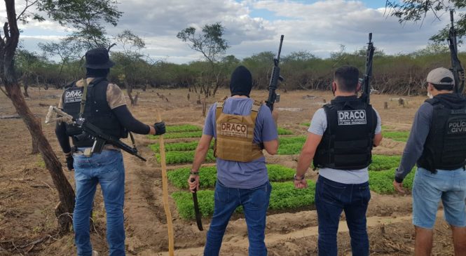 Polícias da Paraíba destroem 100 mil mudas de maconha na cidade de Janduís/RN