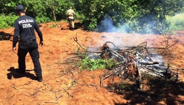 Polícias Civil e Militar incineram plantação de maconha no Oeste potiguar