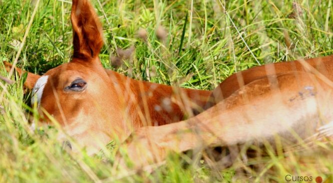 Encefalomielite equina, zoonose preocupante para os criadores