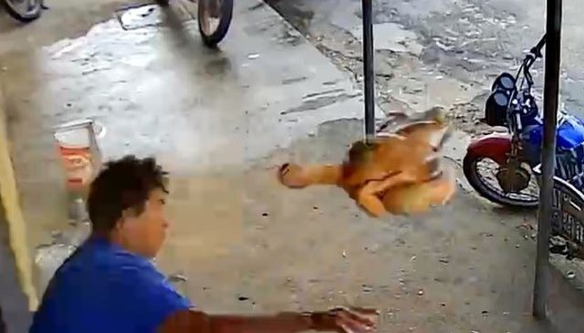 Homem joga frango abatido contra assaltante para evitar fuga