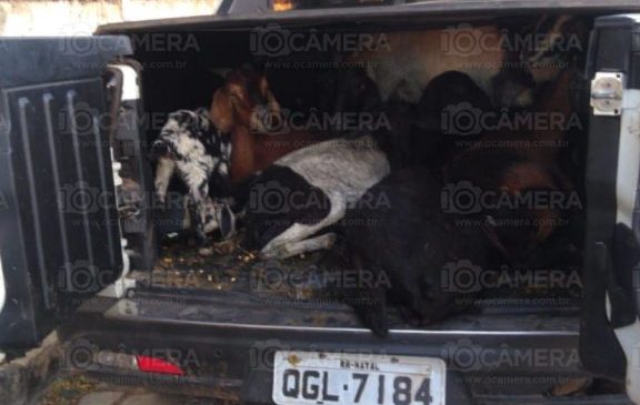 Elementos são presos em município do RN com carro cheio de animais roubados