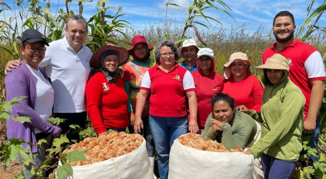 “Algodão agroecológico potiguar” prospera e marca retorno do ouro branco ao RN