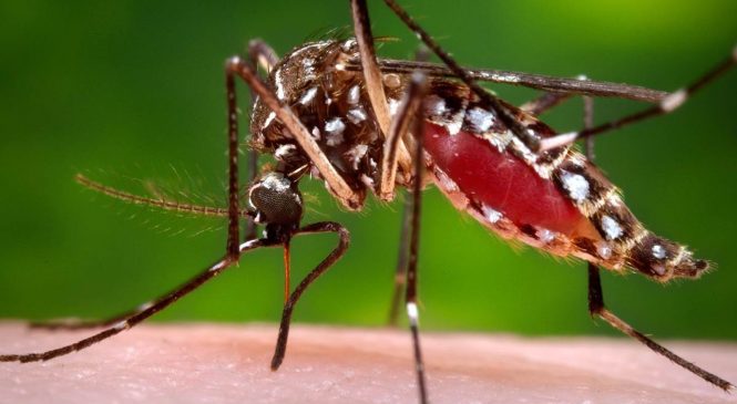 Brasil registra mais de 3 milhões de casos de dengue e 1.256 mortes