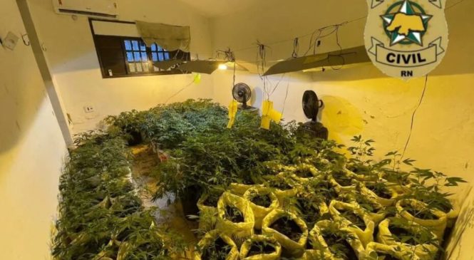 Denarc fecha laboratório com quase 300 pés de maconha e prende suspeitos em Ponta Negra