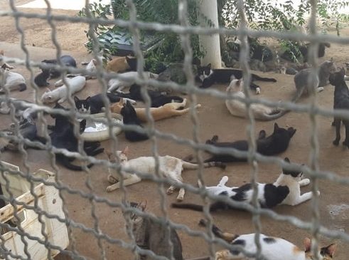 Polícia Civil descobre “Santuário” de animais mortos e doentes no interior do RN