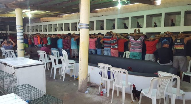Mais de 90 pessoas são detidas em rinha de galo no interior do RN