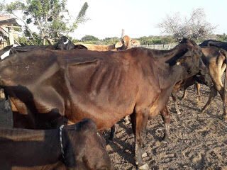Há Justiçinha essa -Vacas apreendidas pelo Ministério Público em Limoeiro do Norte estão morrendo de fome
