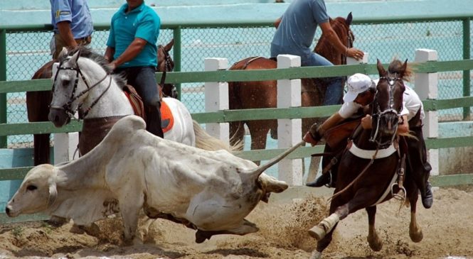 Vaquejada vira patrimônio cultural e atividade esportiva no RN