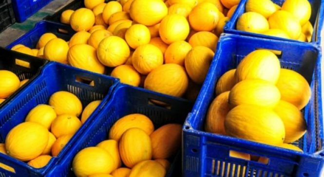 2ª Largada da Safra do Melão acontecerá em Mossoró dia primeiro de setembro